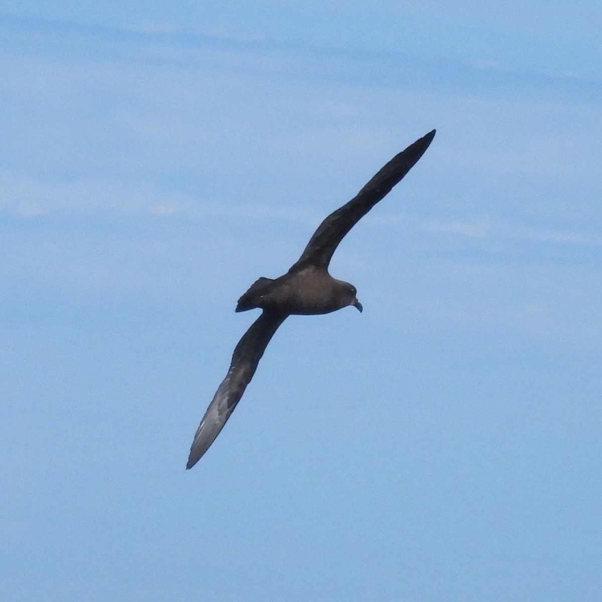 White-chinned Petrel - ML641957473