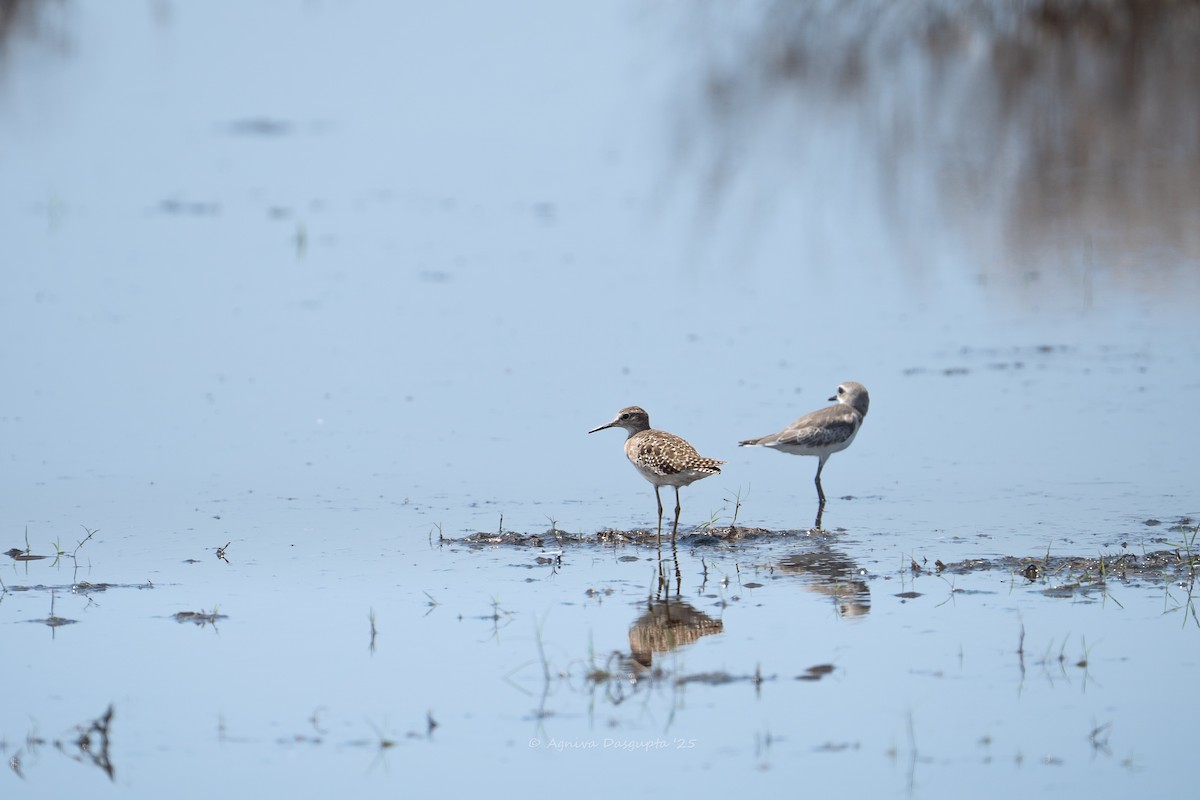 Bruchwasserläufer - ML641957487