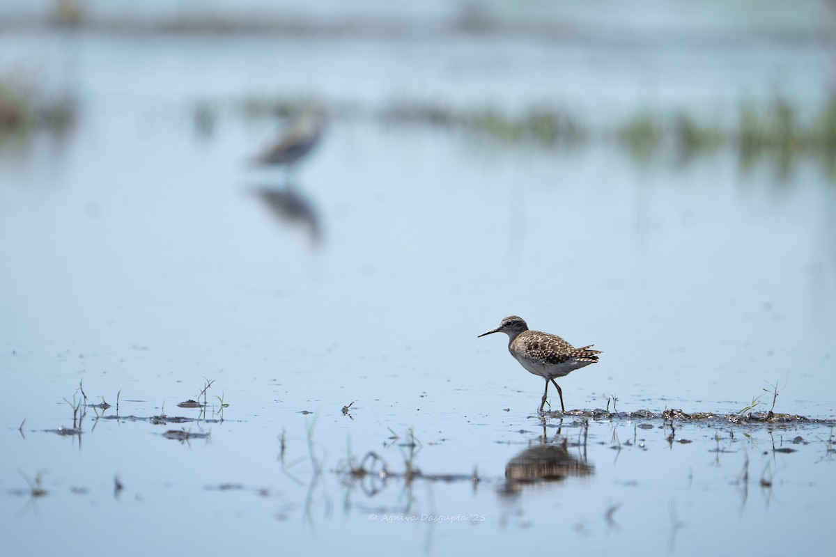 Bruchwasserläufer - ML641957488