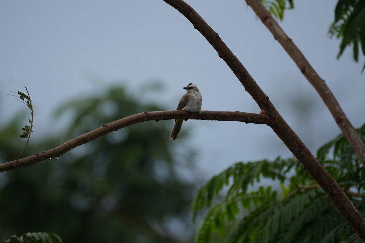 Yellow-vented Bulbul - ML641957499