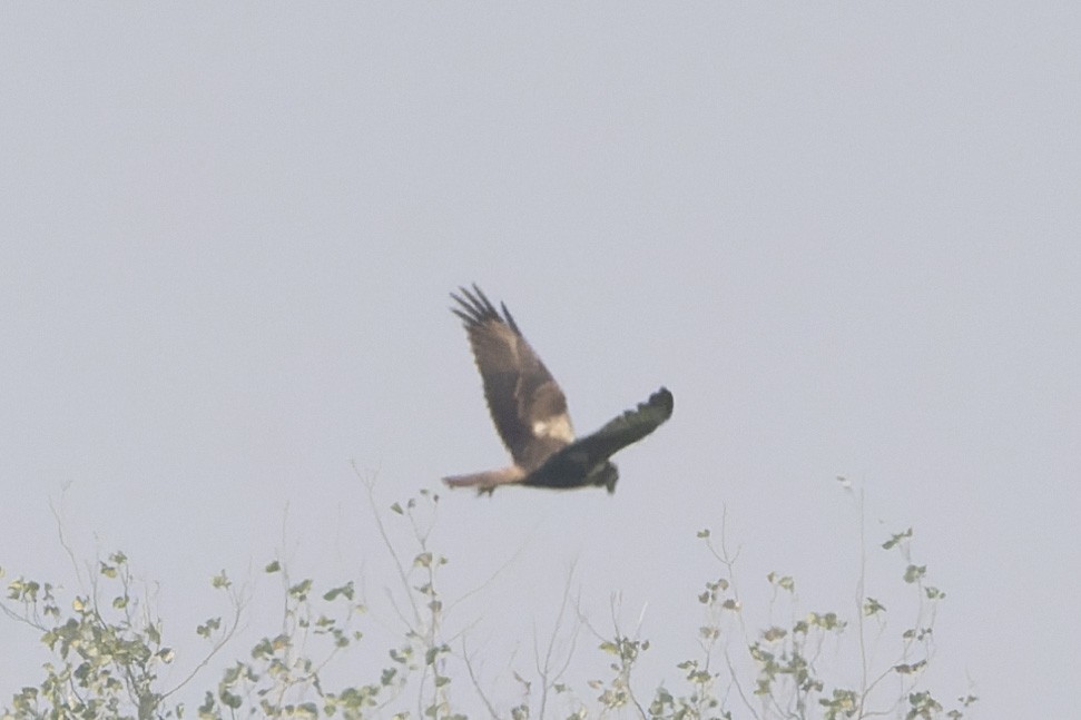 Eastern Marsh Harrier - ML641957503