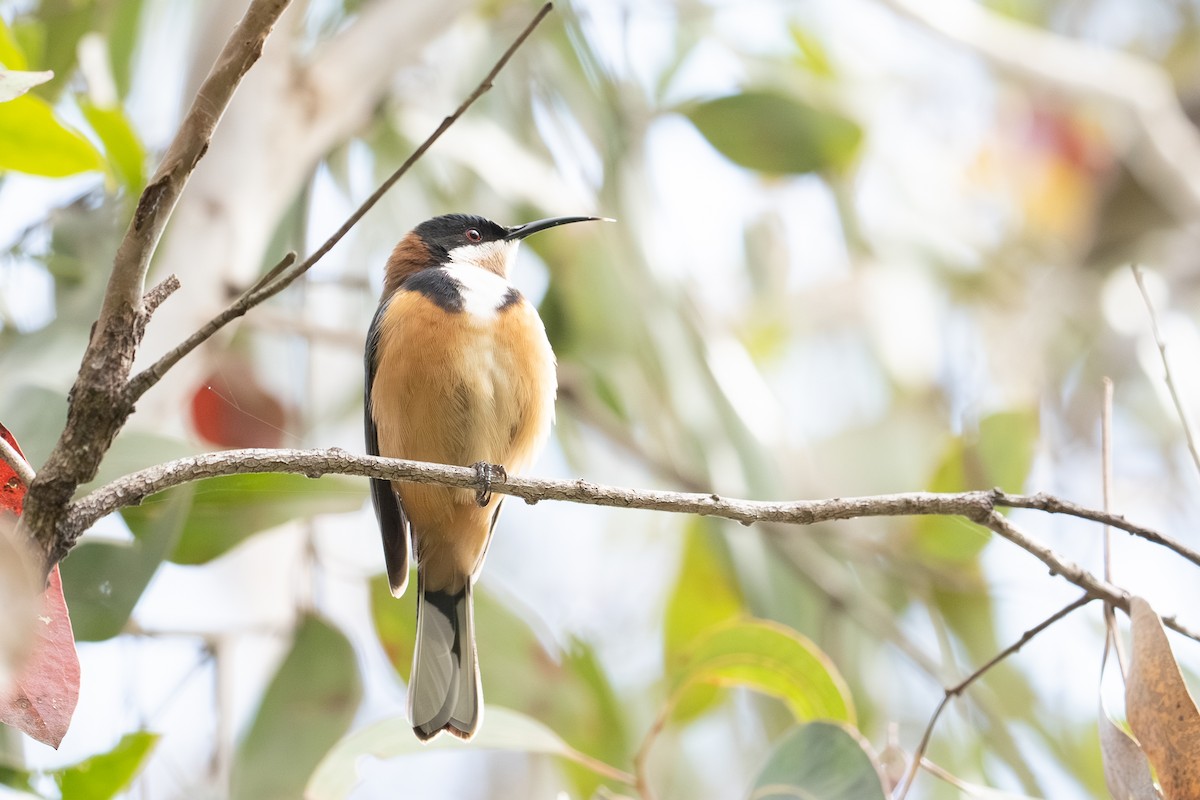 Eastern Spinebill - ML641957511