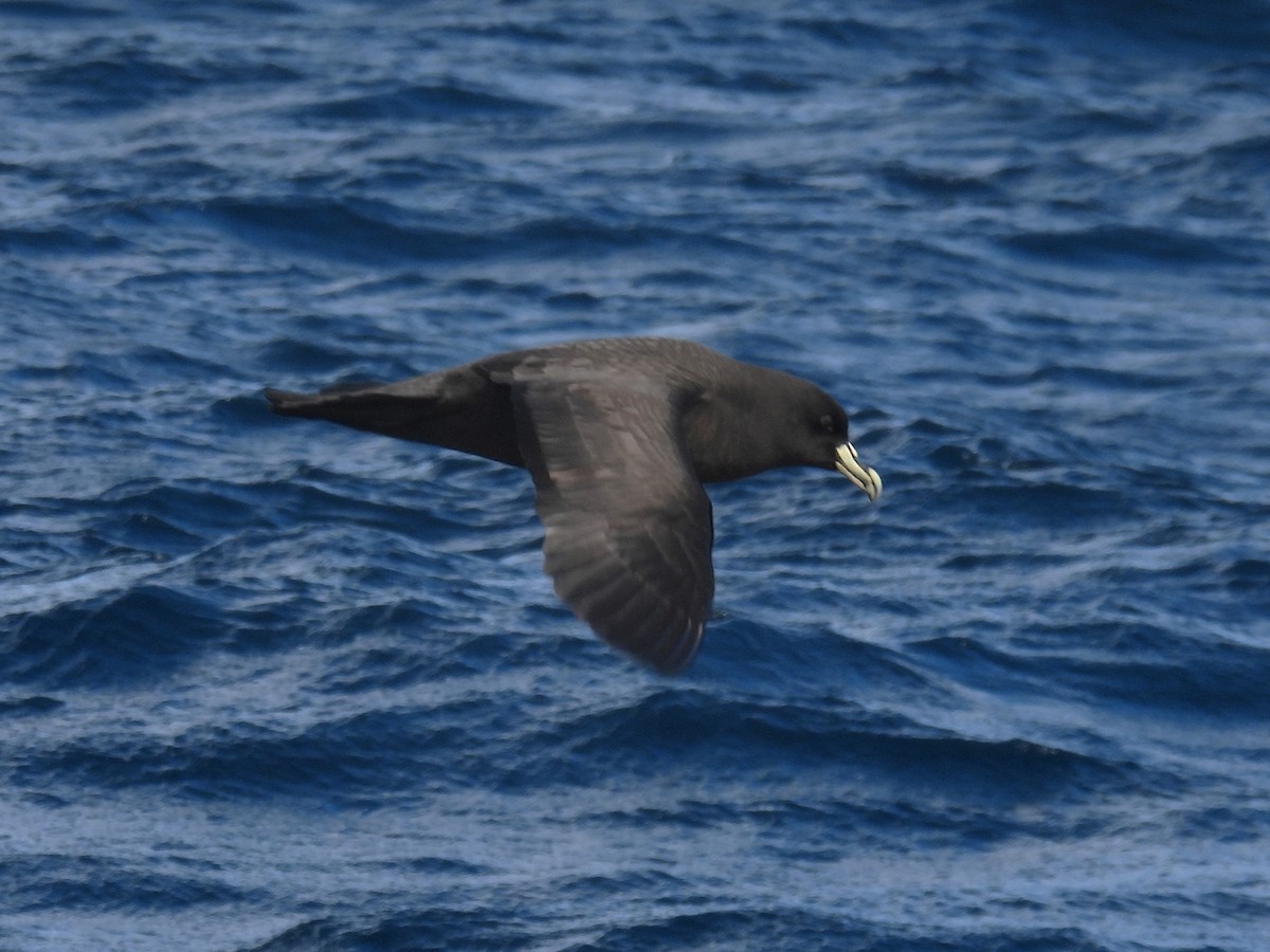 White-chinned Petrel - ML641957512