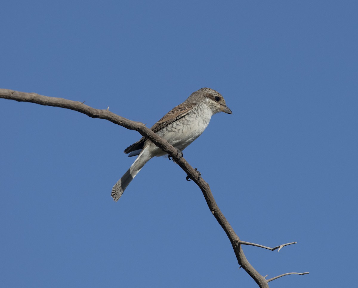 Red-backed Shrike - ML641957514