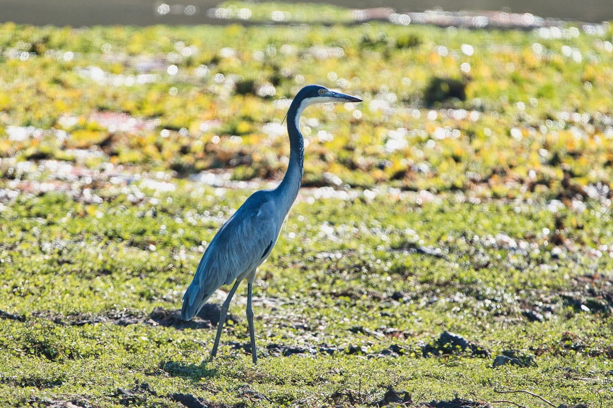 Black-headed Heron - ML641957517