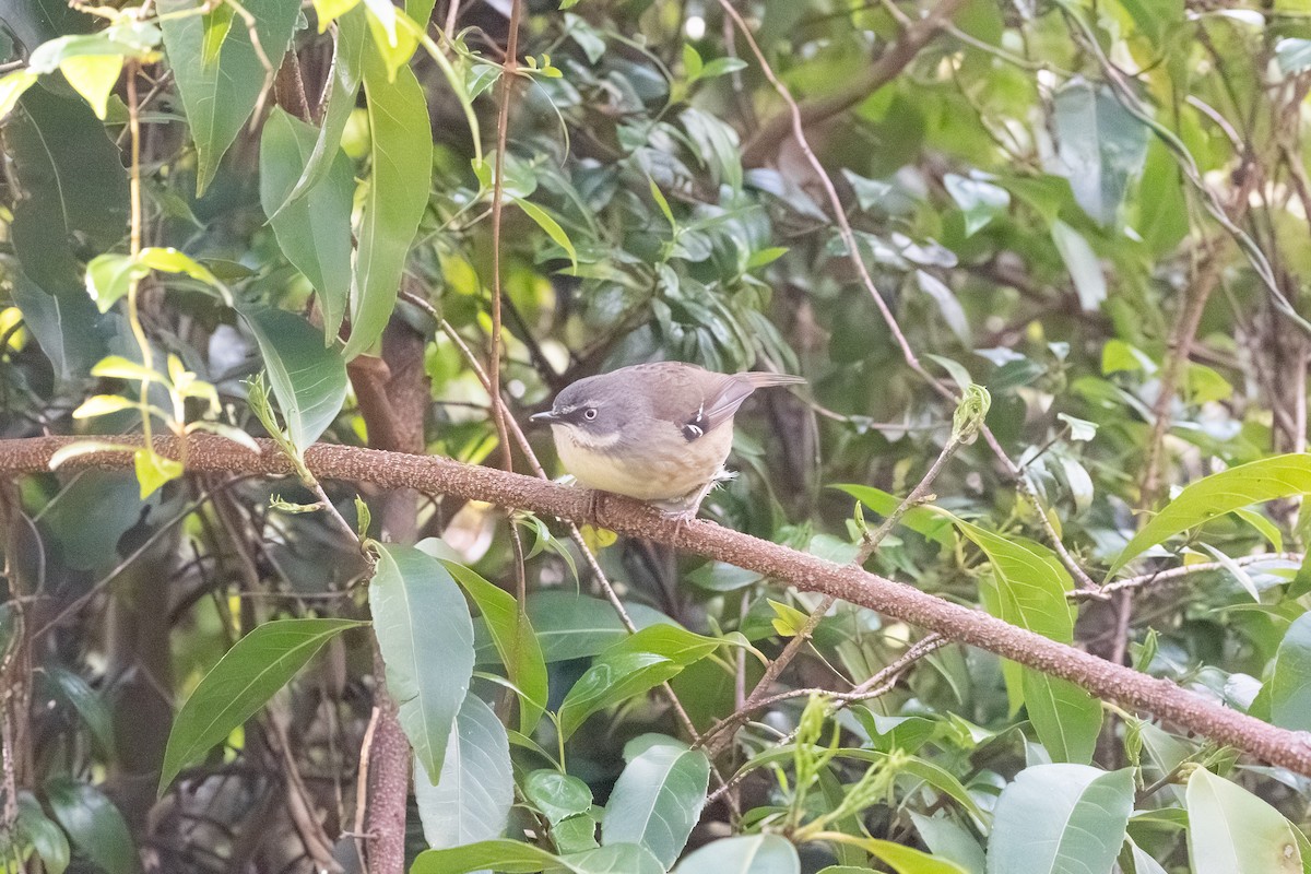 White-browed Scrubwren - ML641957518