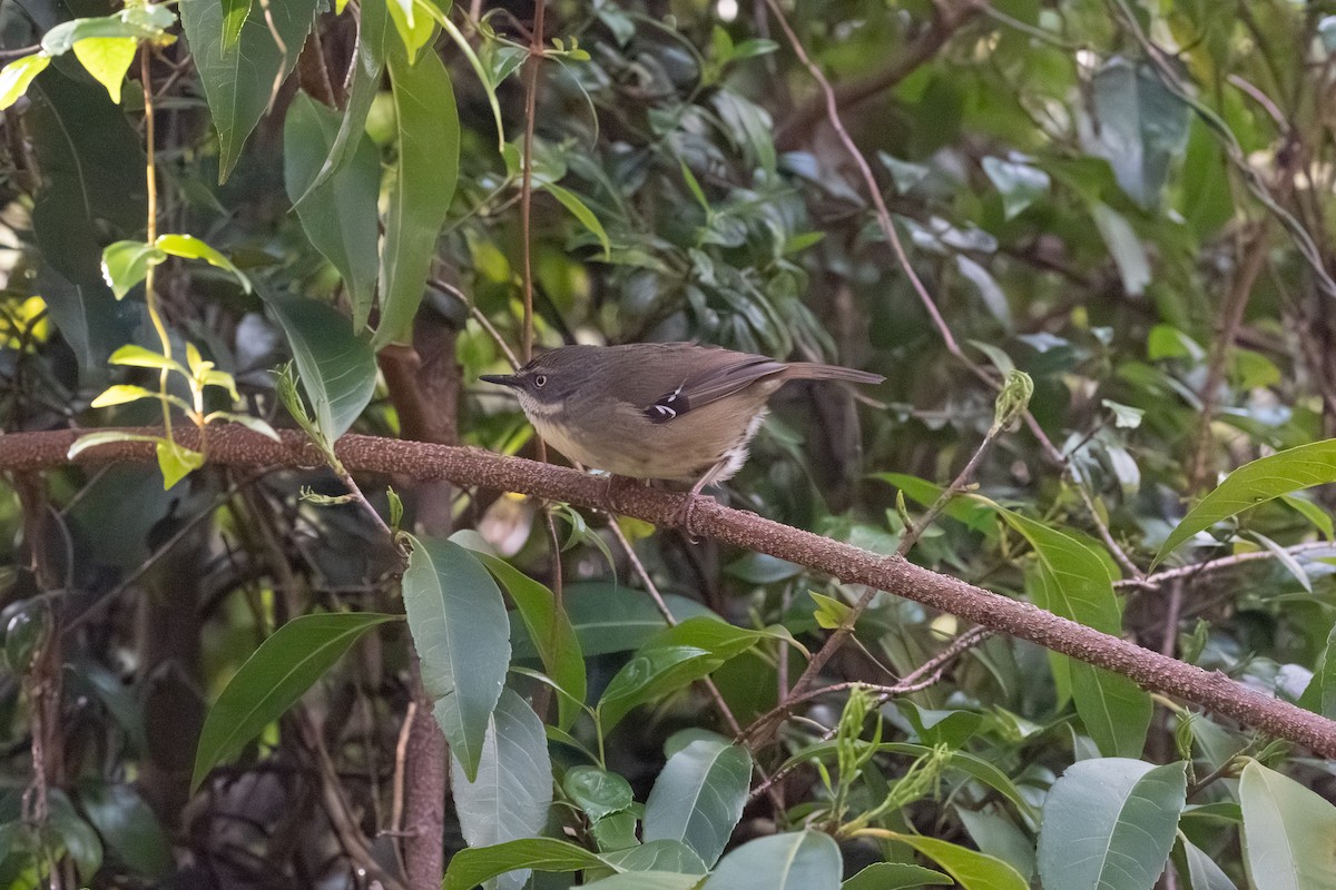 White-browed Scrubwren - ML641957521