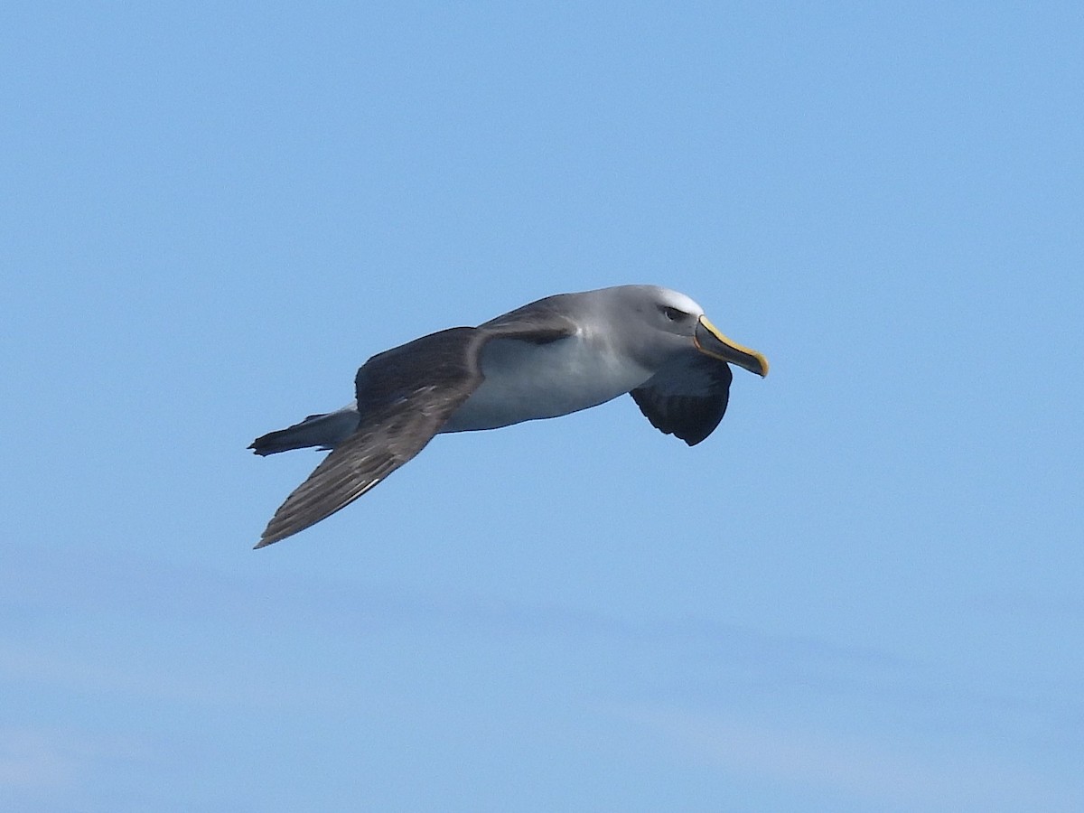 Buller's Albatross - ML641957525