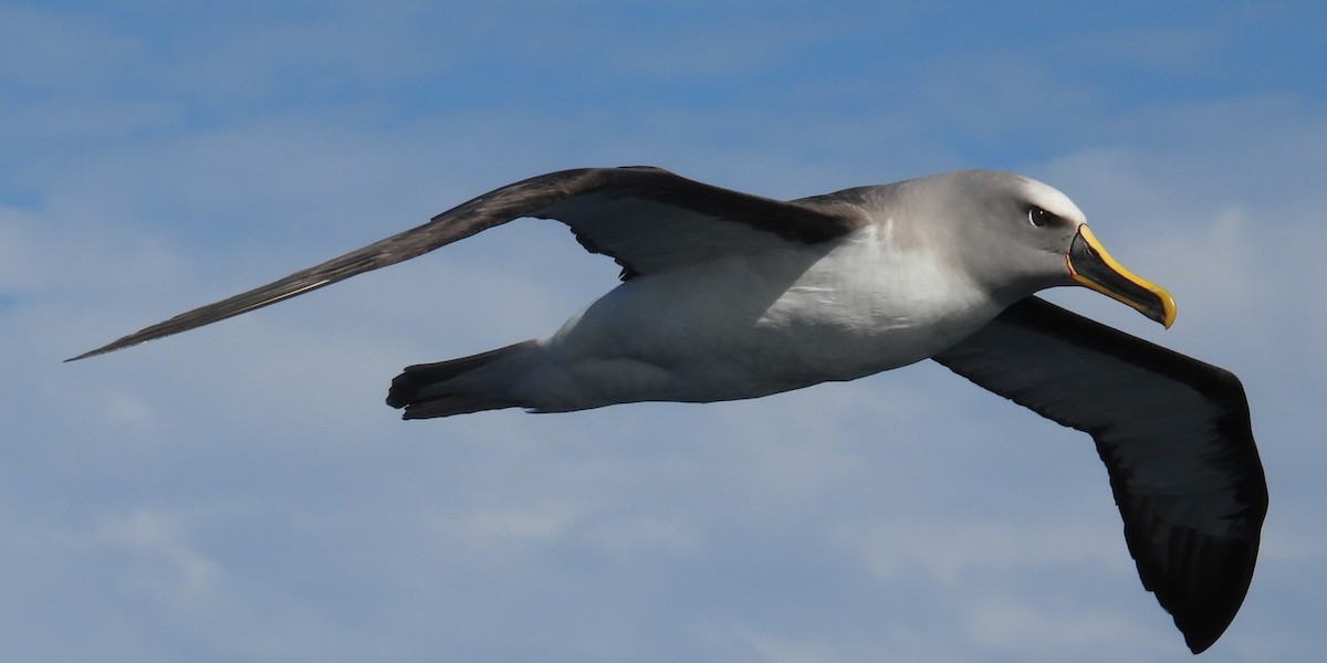 Buller's Albatross - ML641957527