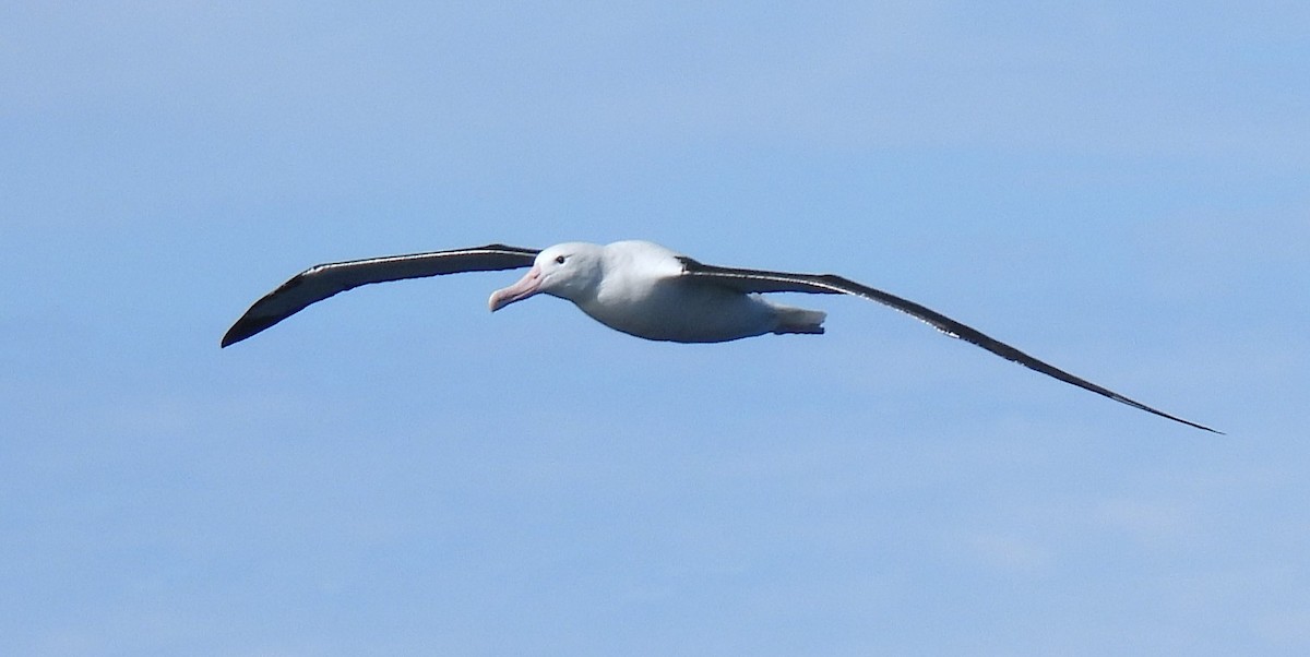 Northern Royal Albatross - ML641957535