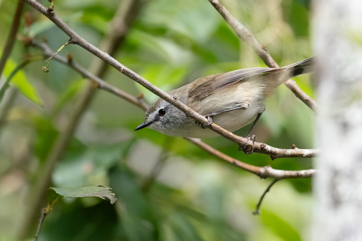 Brown Gerygone - ML641957538