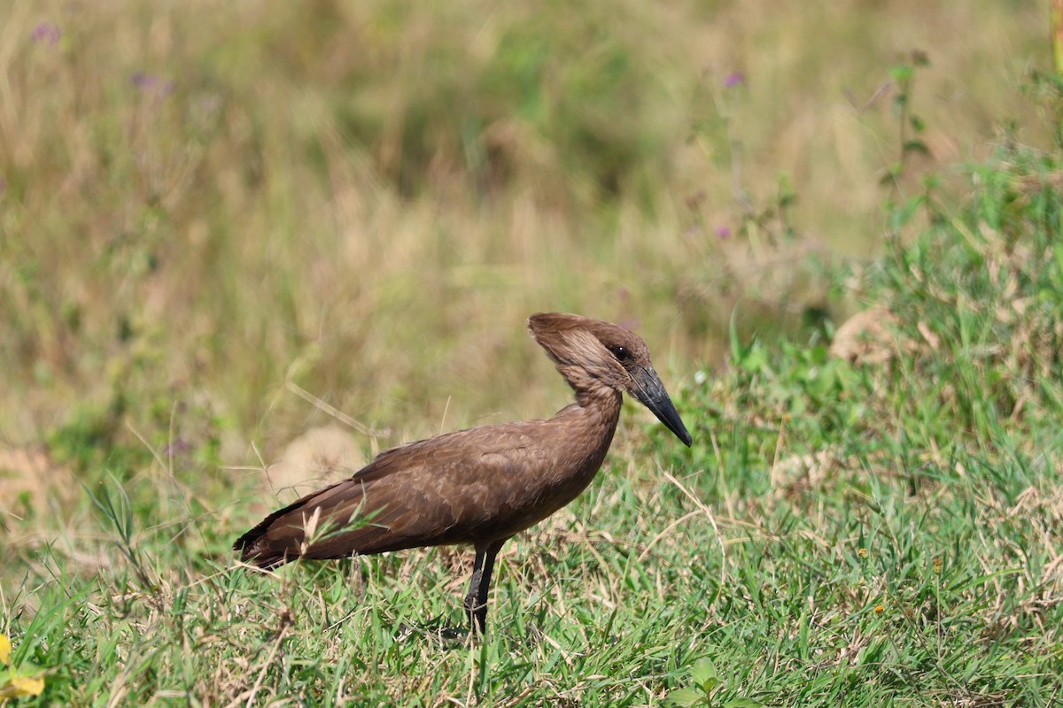 Hamerkop - ML641957570