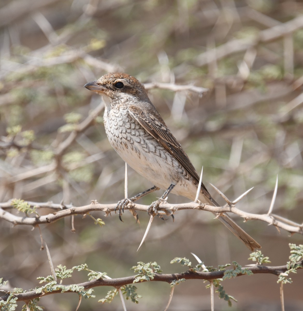 Red-backed Shrike - ML641957572
