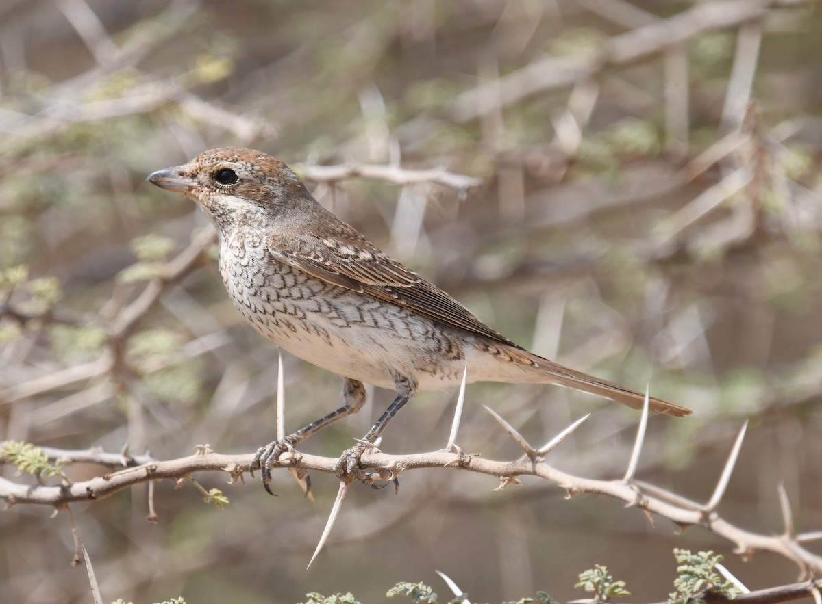 Red-backed Shrike - ML641957573