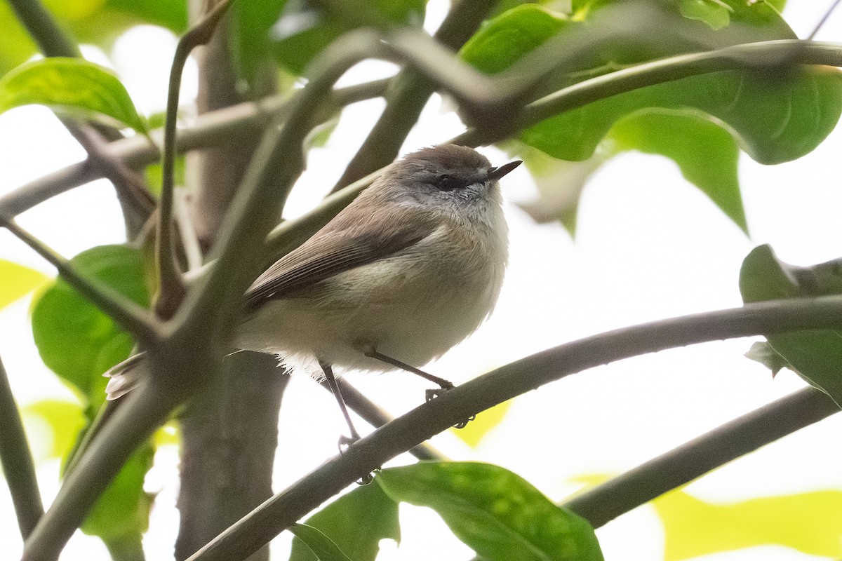 Brown Gerygone - ML641957579