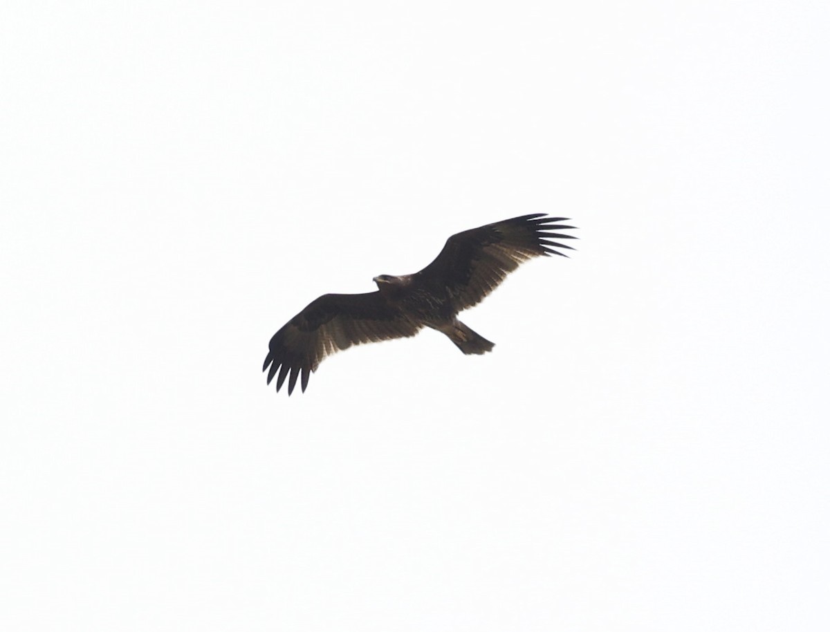 Águila India - ML641957583