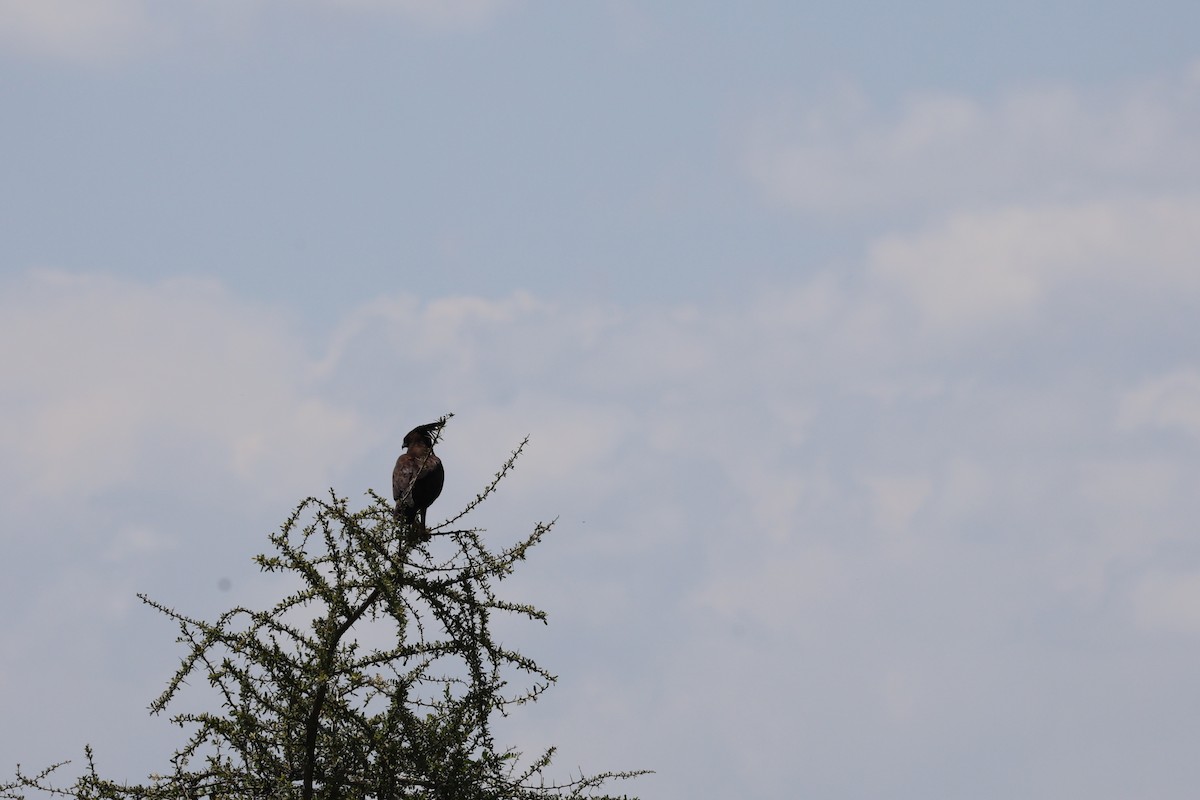 Long-crested Eagle - ML641957584