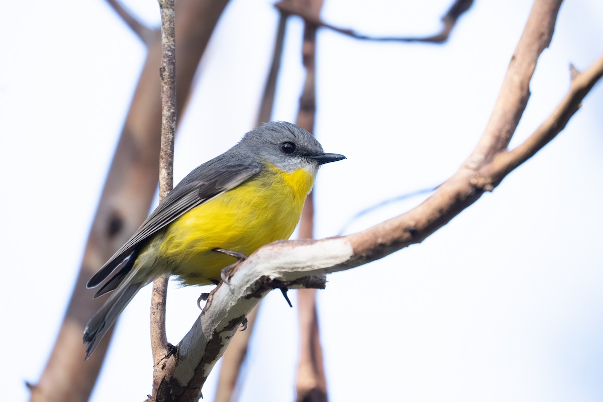 Eastern Yellow Robin - ML641957586