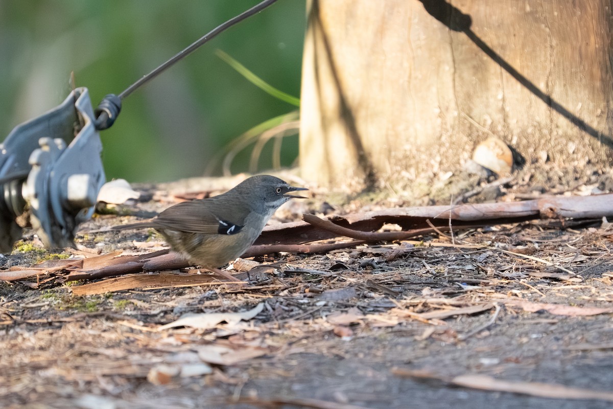 White-browed Scrubwren - ML641957600