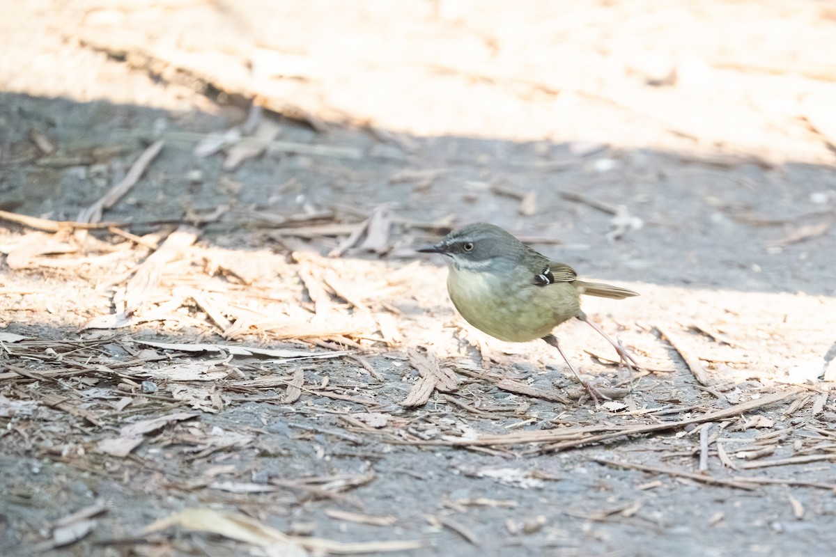 White-browed Scrubwren - ML641957601