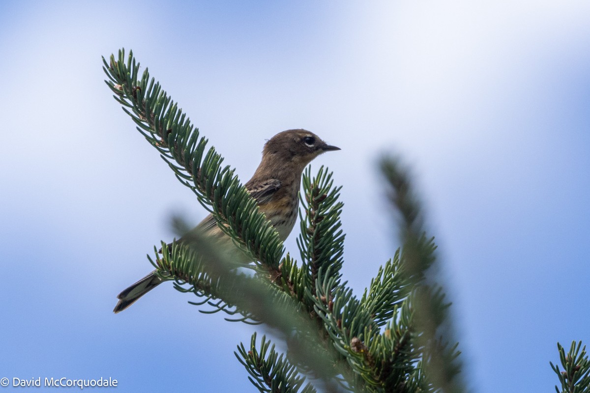 Yellow-rumped Warbler (Myrtle) - ML641957630
