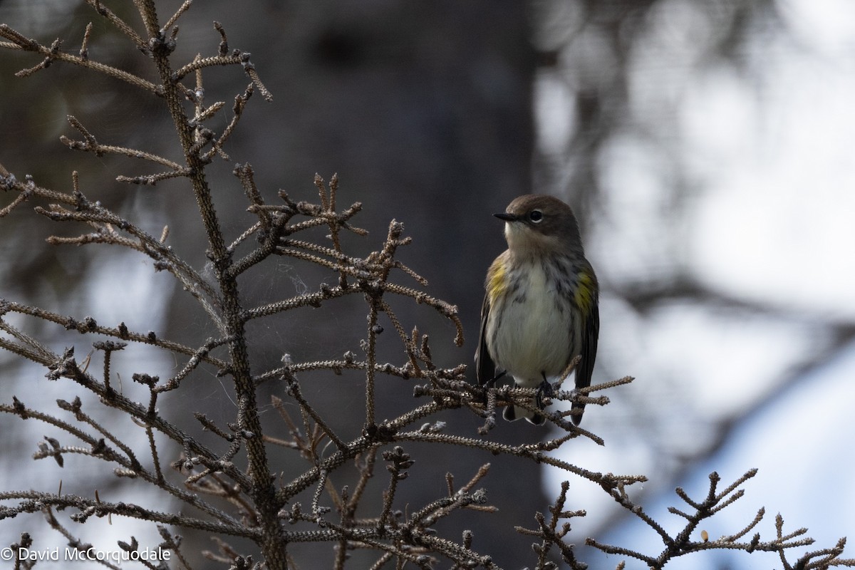 Yellow-rumped Warbler (Myrtle) - ML641957631