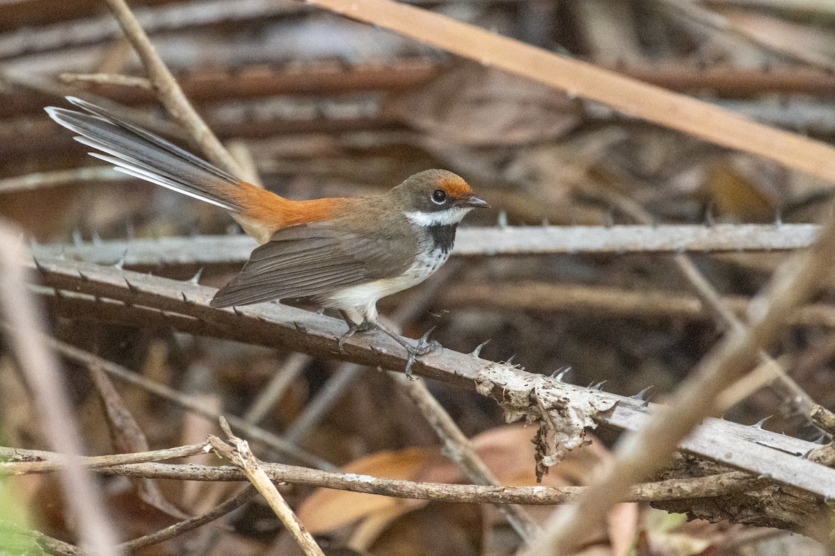 Arafura Fantail - ML641957640