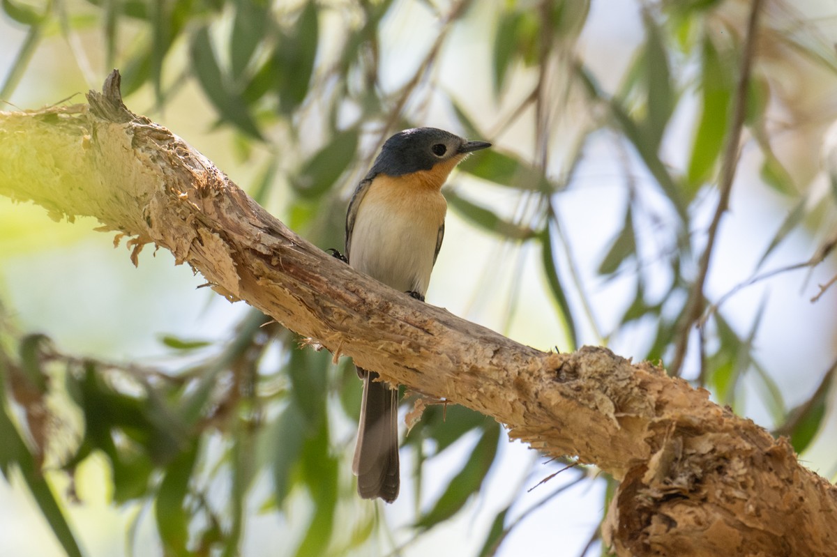 Broad-billed Flycatcher - ML641957650