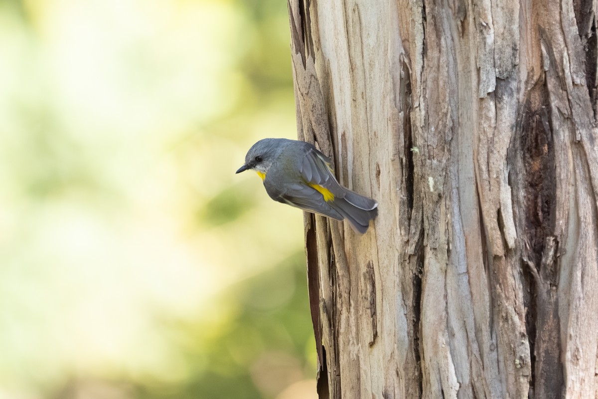 Eastern Yellow Robin - ML641957659