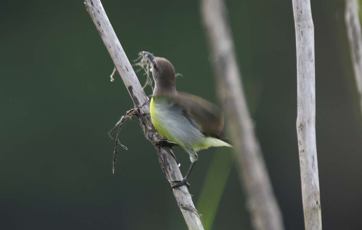 Purple-rumped Sunbird - ML641957660