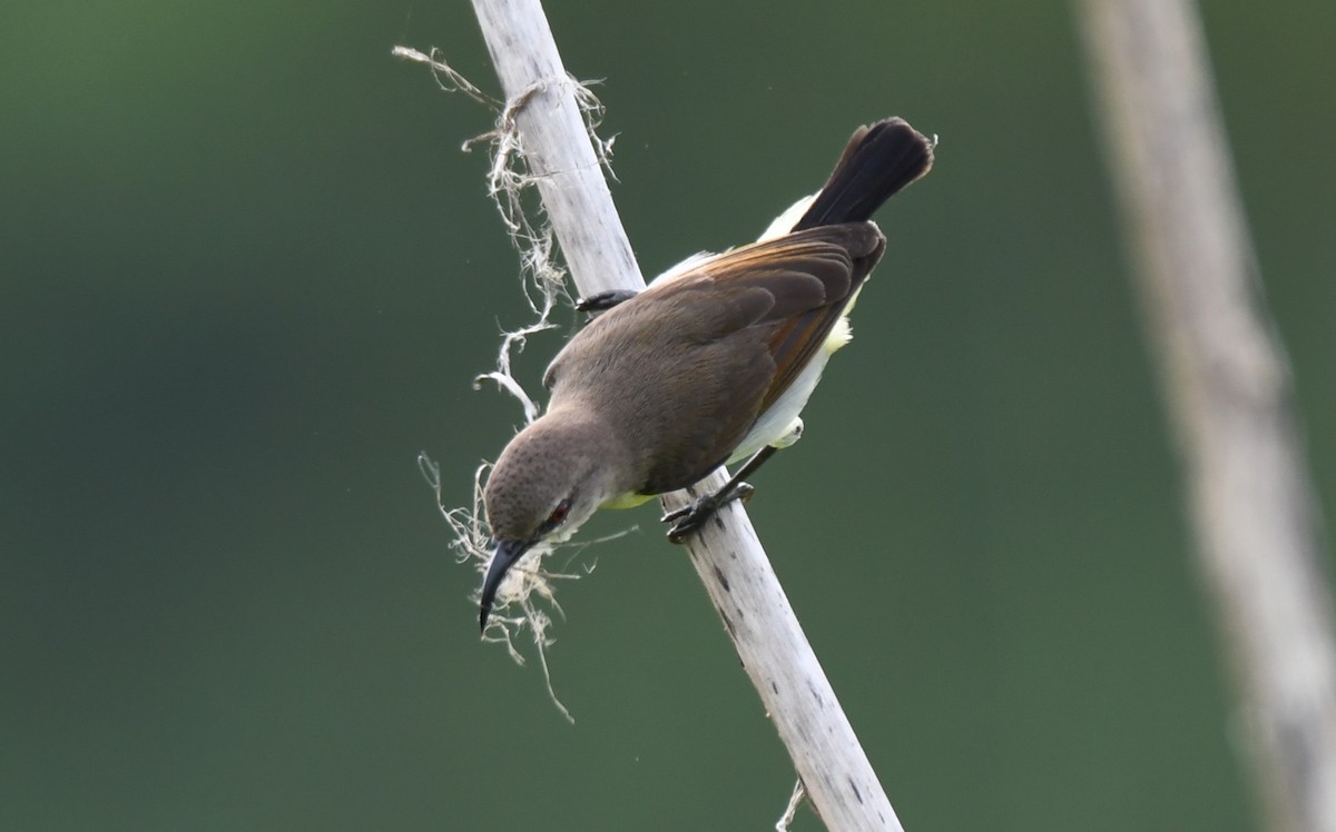 Purple-rumped Sunbird - ML641957661