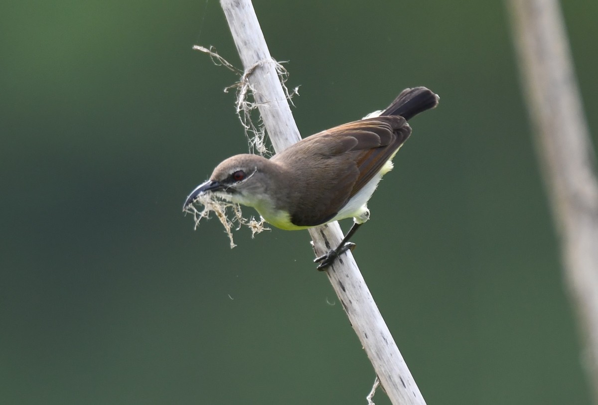 Purple-rumped Sunbird - ML641957666