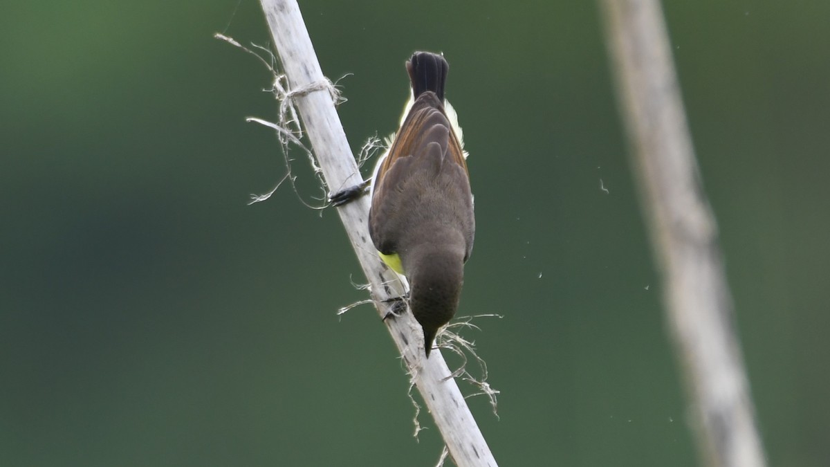 Purple-rumped Sunbird - ML641957671