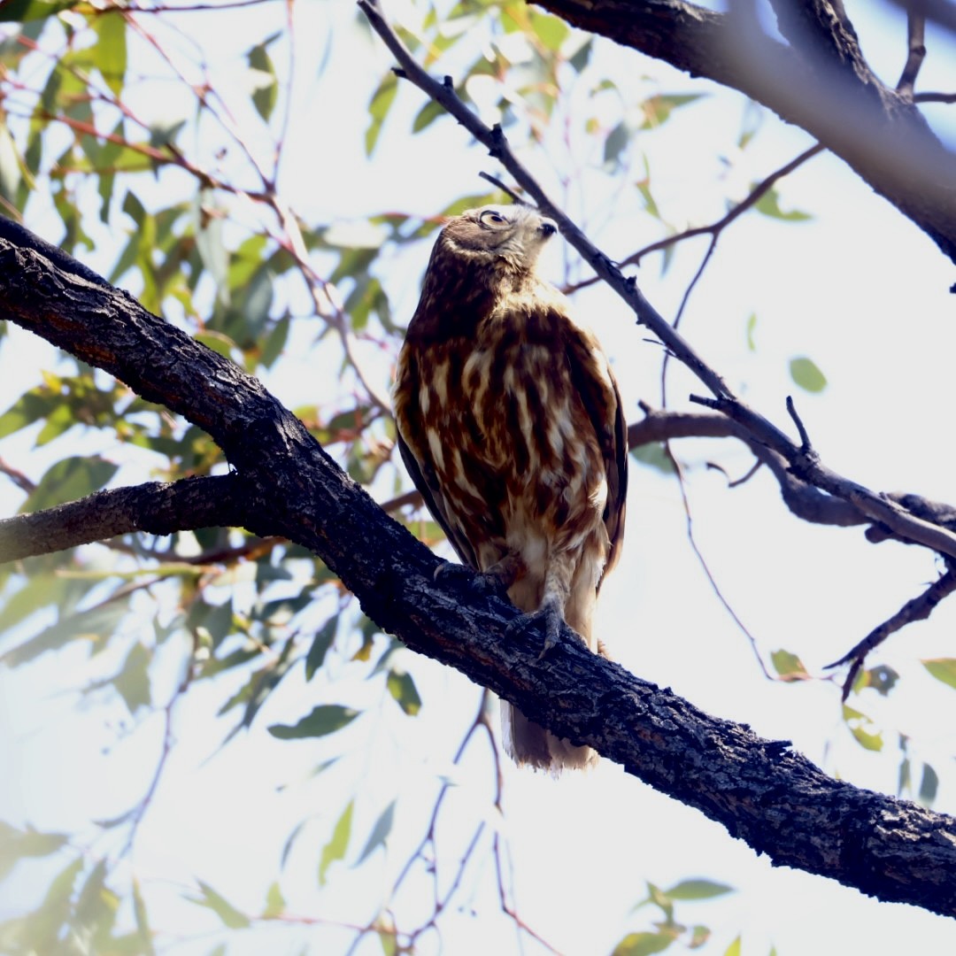 Australian Boobook - ML641957673