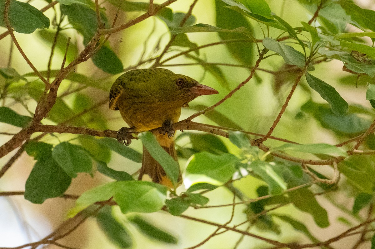 Green Oriole - ML641957692