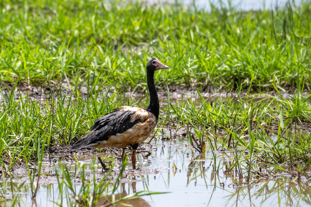 Magpie Goose - ML641957698