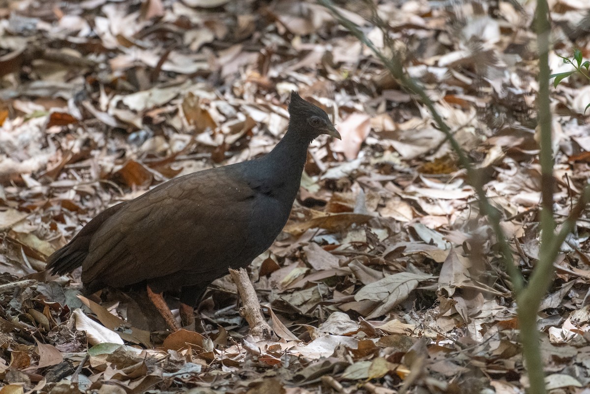 Orange-footed Megapode - ML641957700