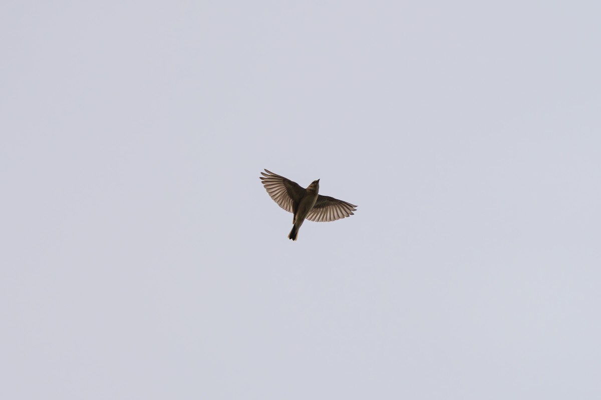 Mongolian Short-toed Lark - ML641957727