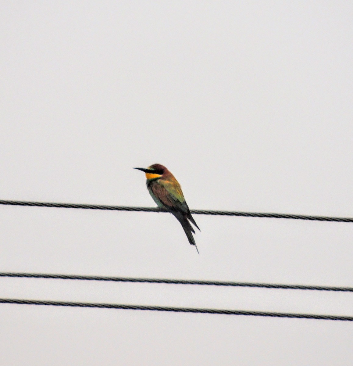 European Bee-eater - ML641957729