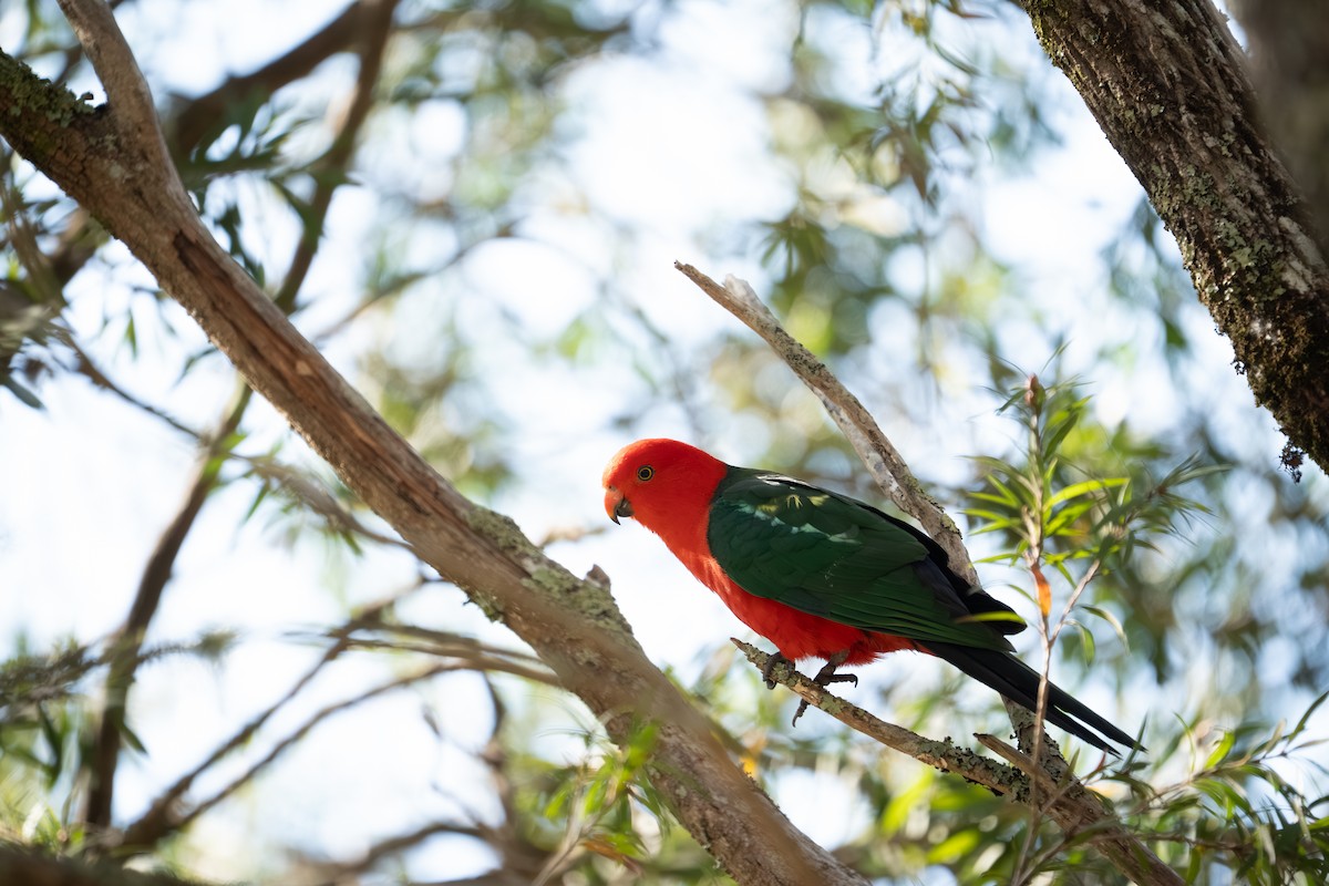 Australian King-Parrot - ML641957742