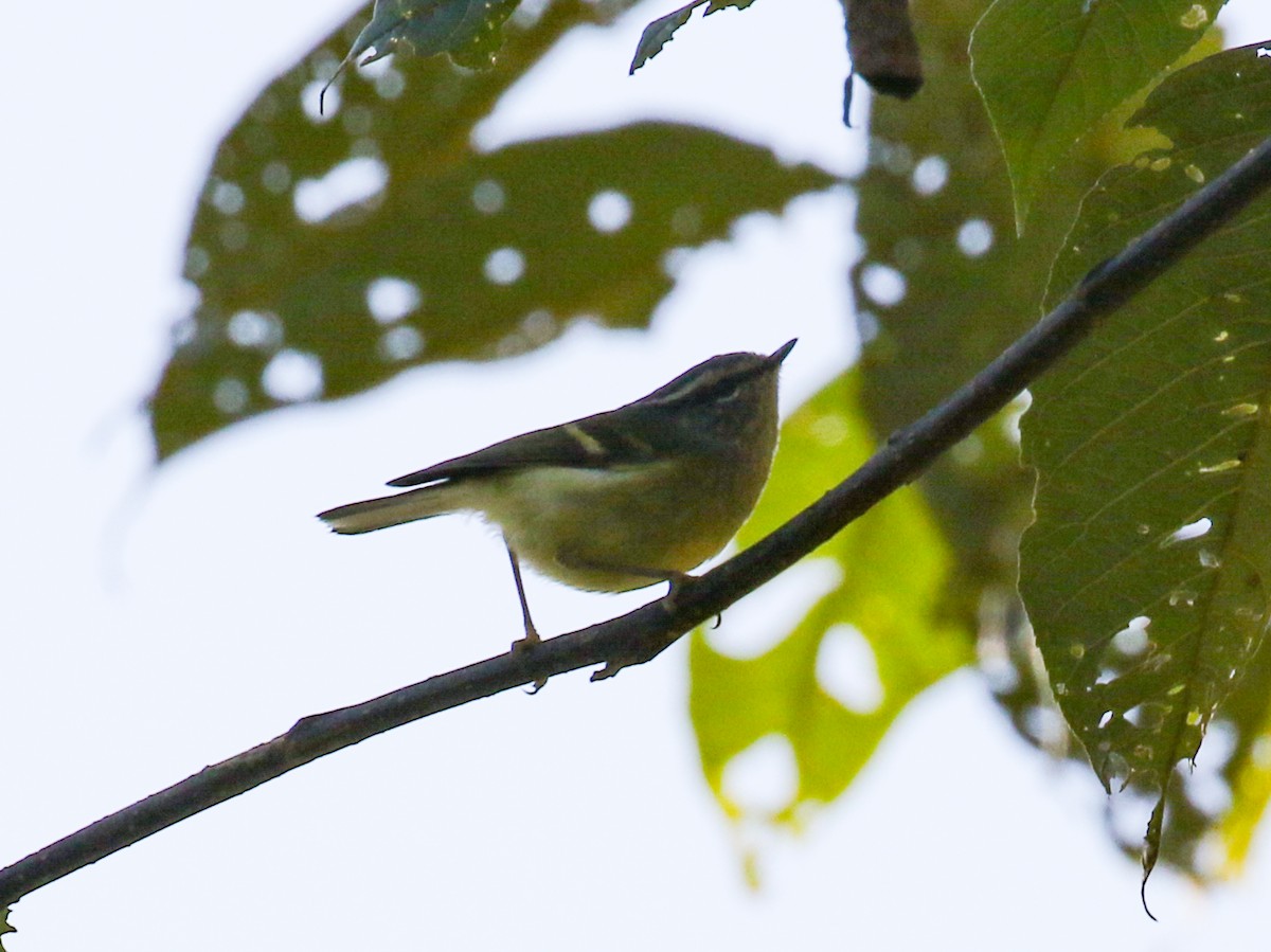 Ashy-throated Warbler - ML641957757