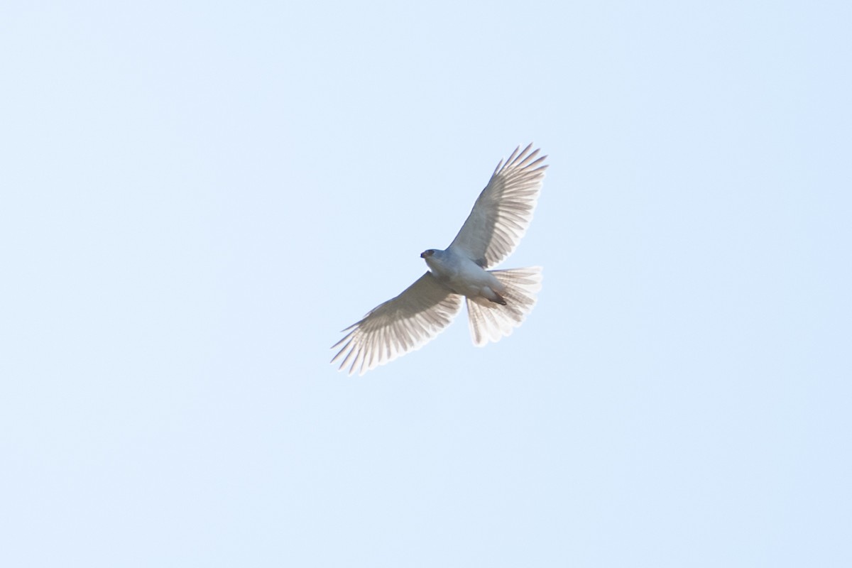 Gray Goshawk - ML641957759