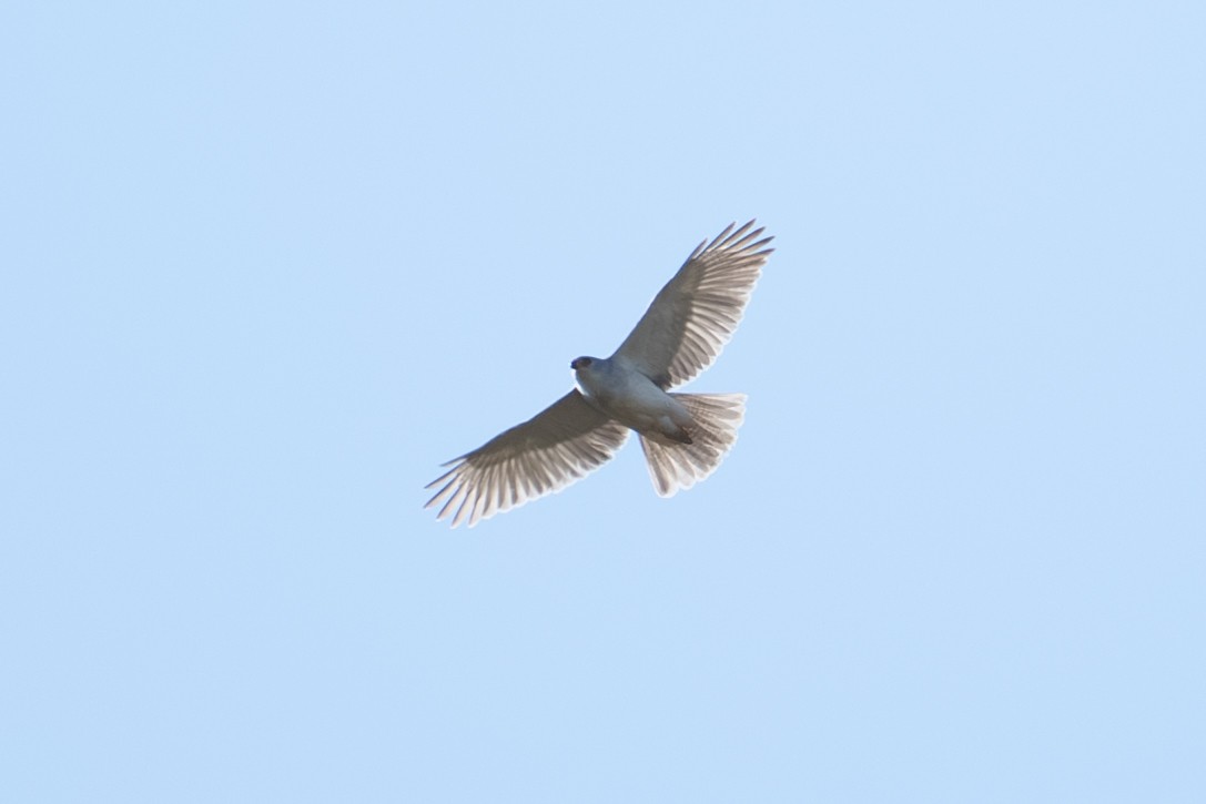 Gray Goshawk - ML641957760