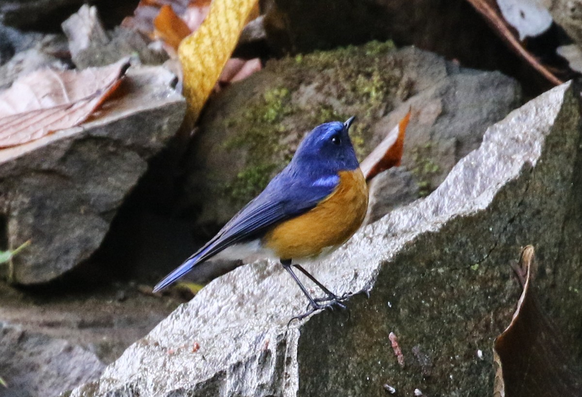 Rufous-breasted Bush-Robin - ML641957767