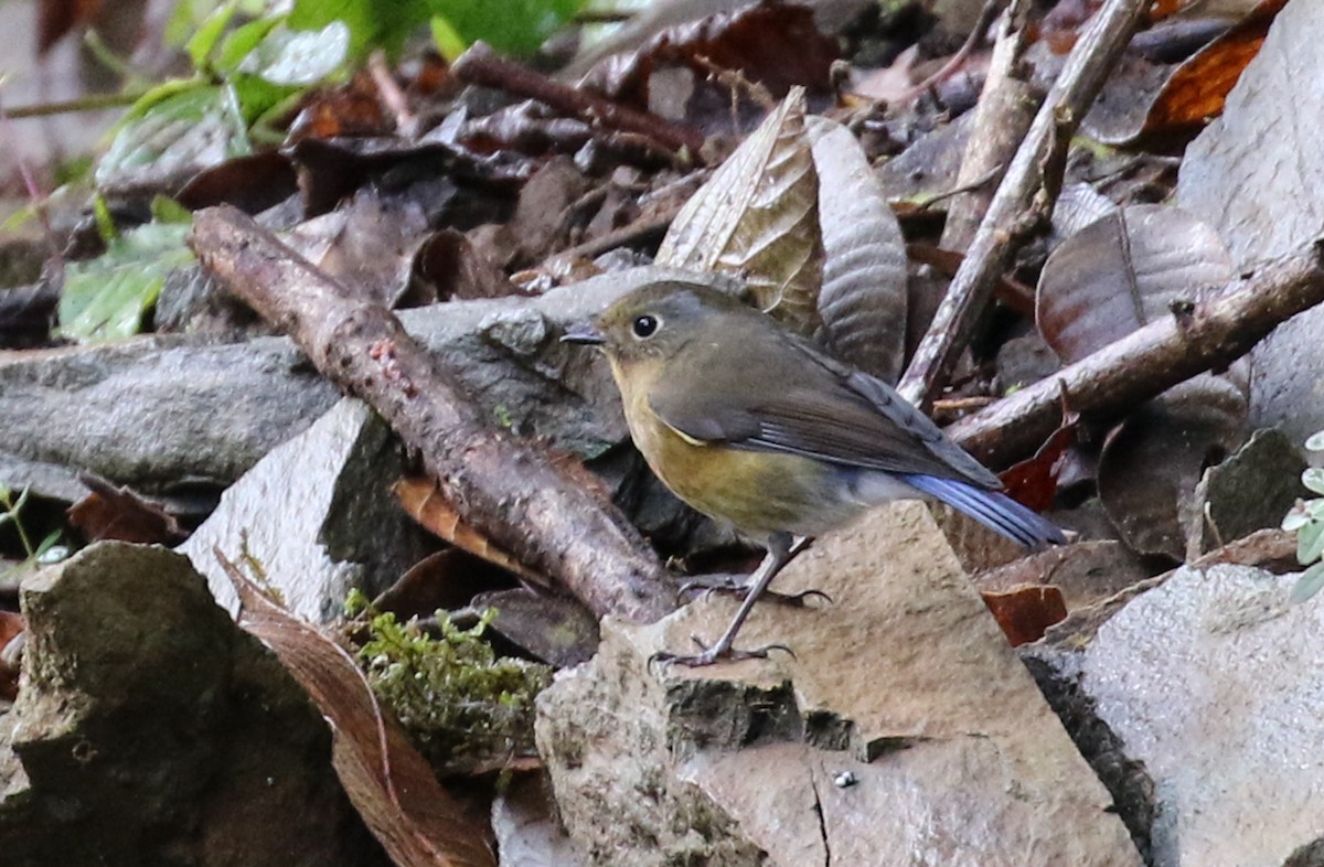 Rufous-breasted Bush-Robin - ML641957768