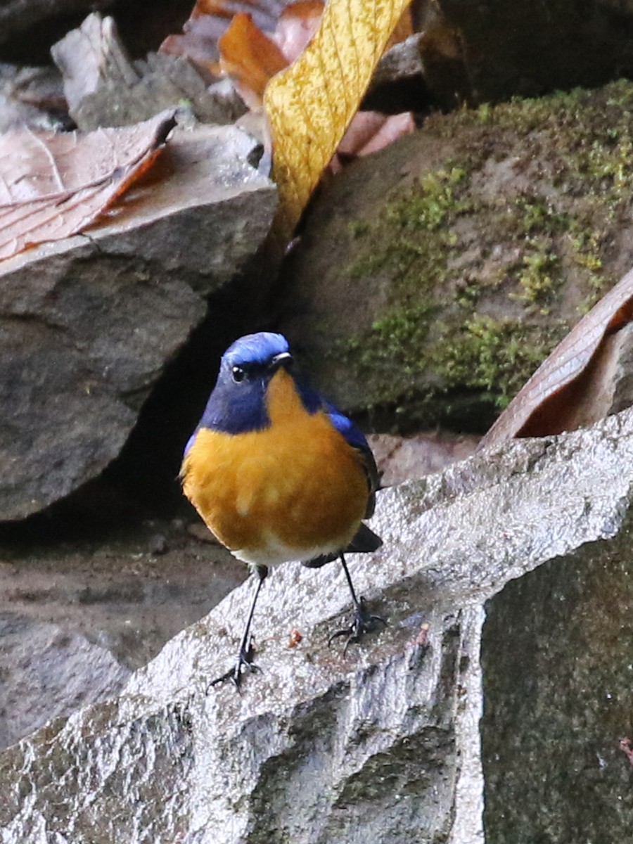 Rufous-breasted Bush-Robin - ML641957769