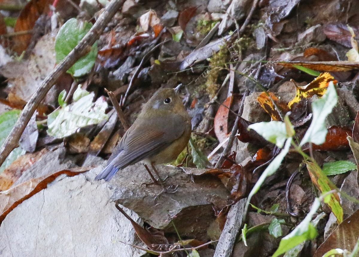 Rufous-breasted Bush-Robin - ML641957770