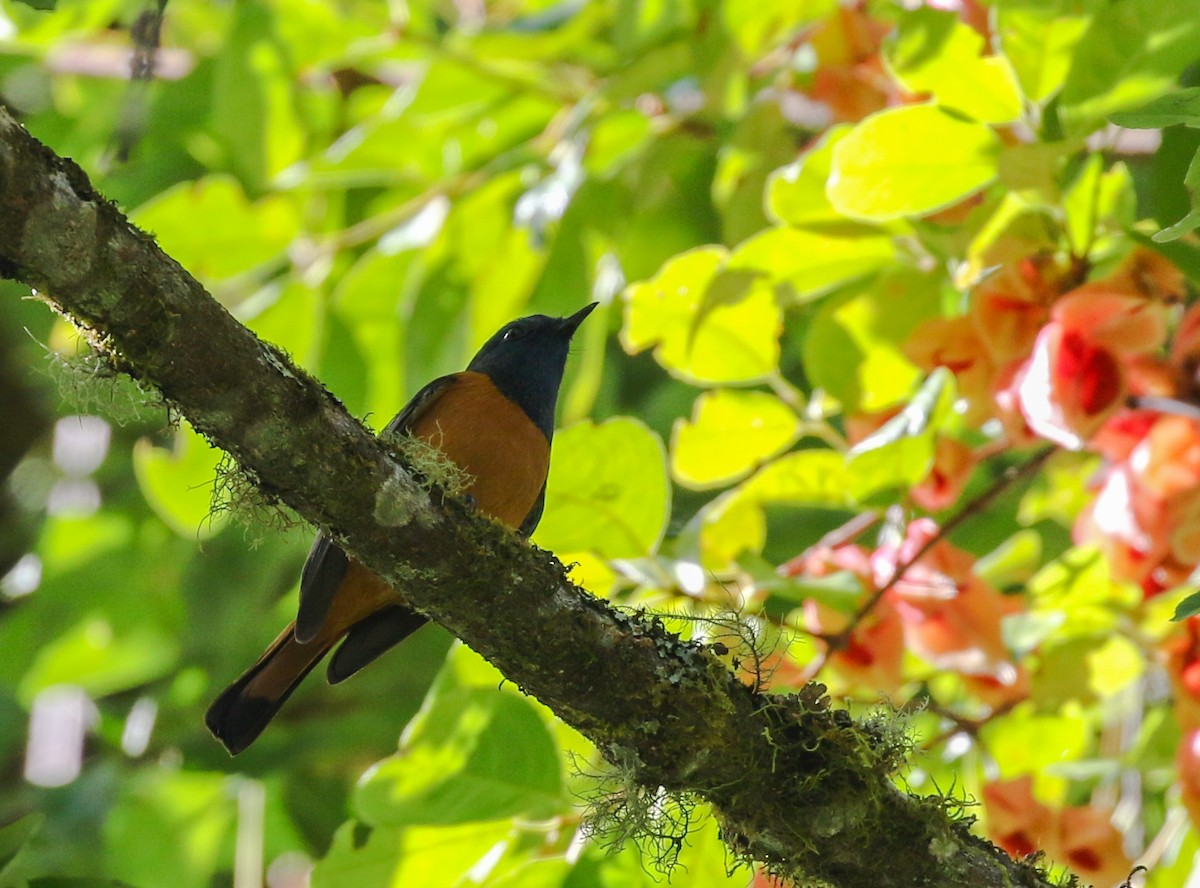 Blue-fronted Redstart - ML641957778