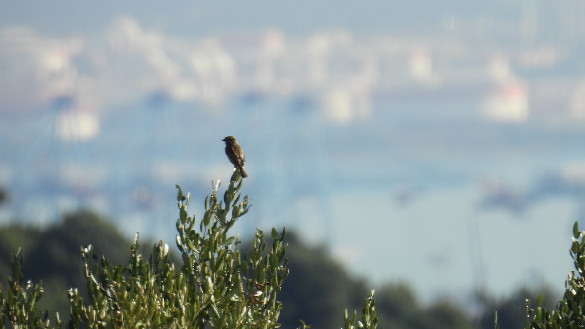 European Stonechat - ML641957815