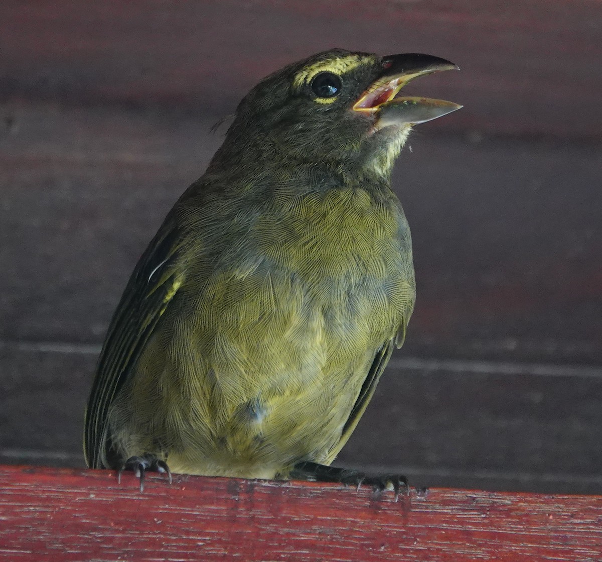 Cinnamon-bellied Saltator - ML641957826
